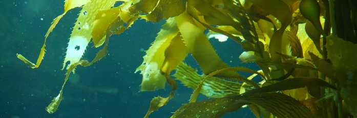 新宝GG—创立事业平台在线登录