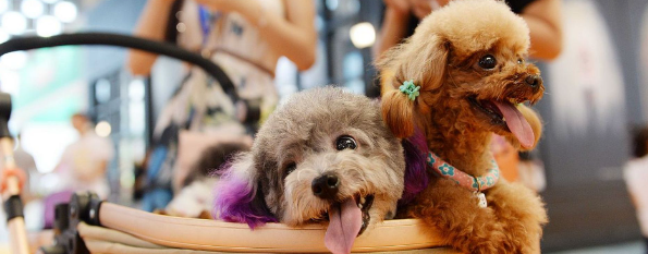 新宝GG—创立事业平台在线登录