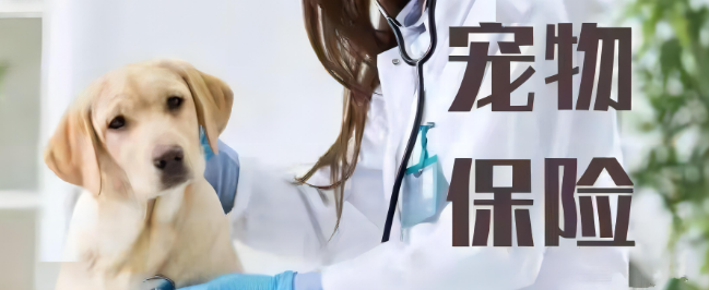 新宝GG—创立事业平台在线登录