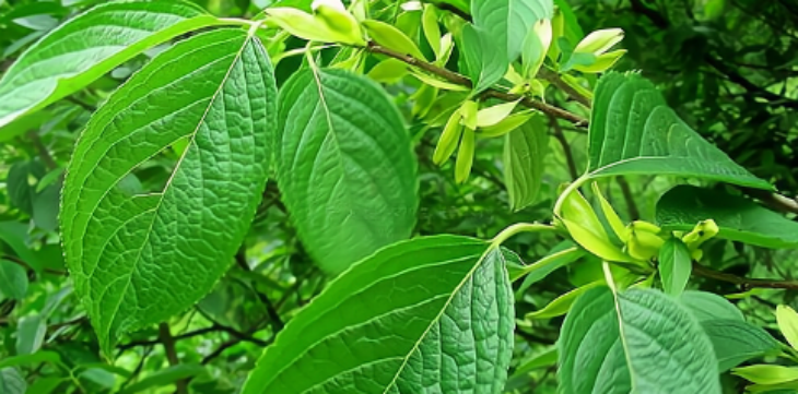 新宝GG—创立事业平台在线登录